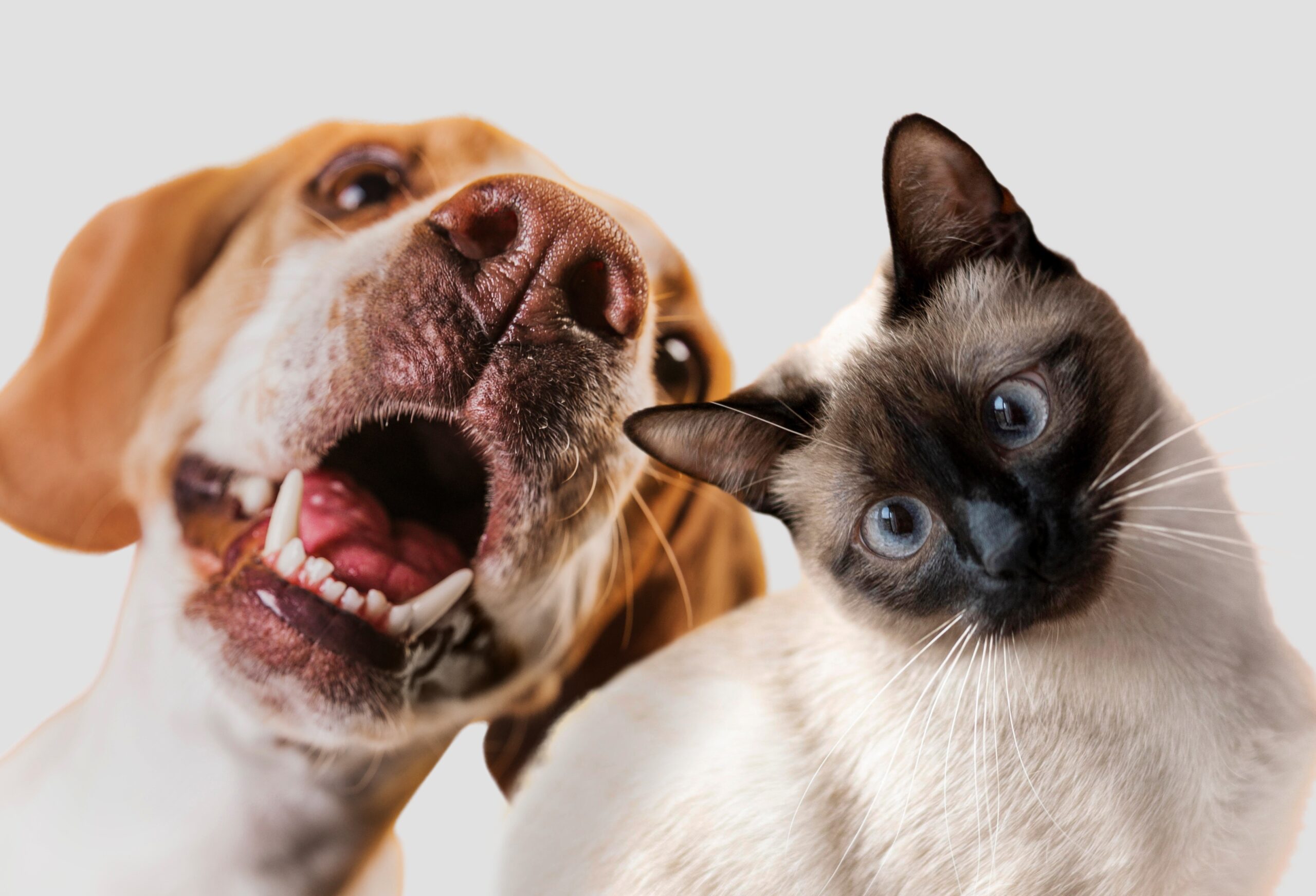 cute-pet-collage-isolated