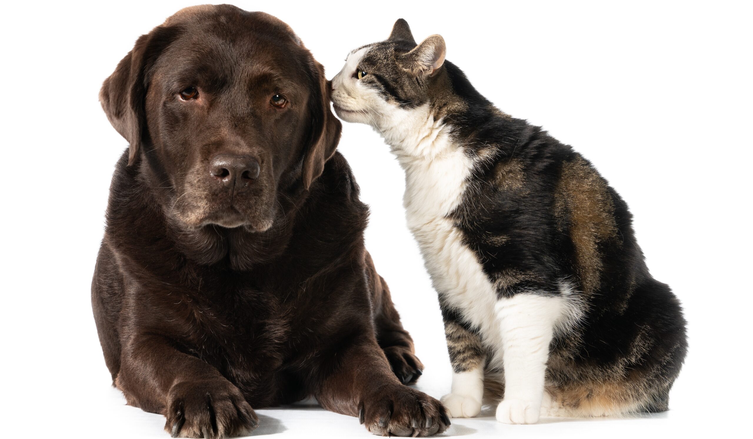 An isolated shot of a Calico cat touching a chocolate Labrador Retriever dog with its nose in front of a white background